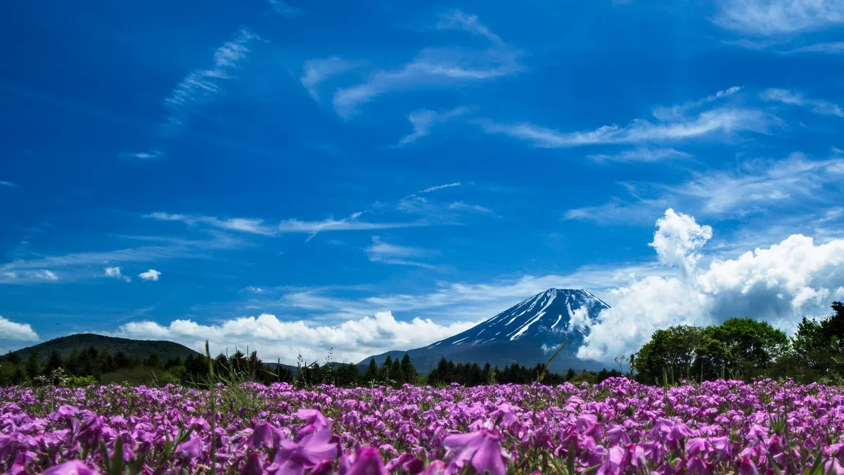 Mt Fuji with little snow above a flower field, seen on a day trip from Tokyo