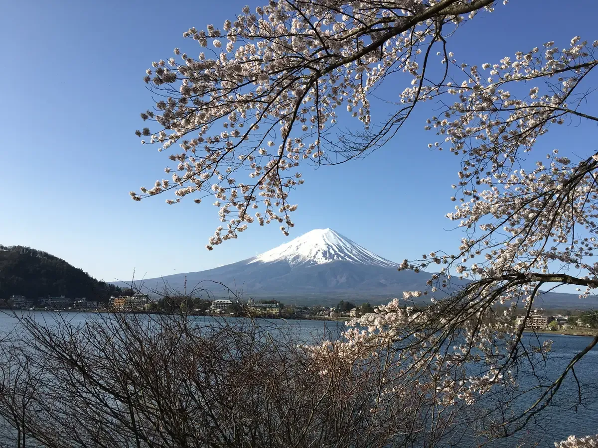 Mt Fuji with cherry blossoms at Lake Kawaguchi, one of the best day trips from Tokyo