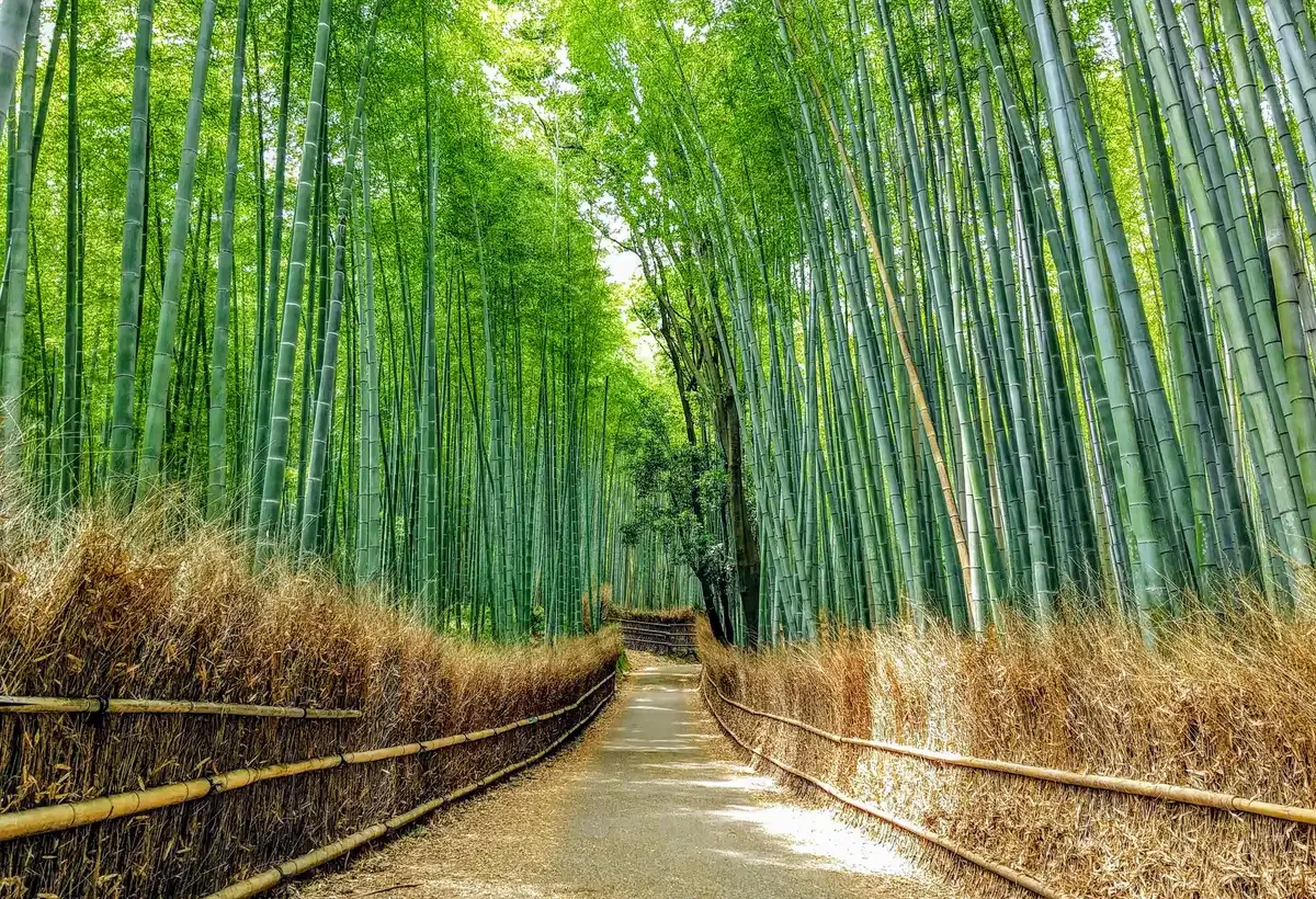 Sagano bamboo path in Arashiyama on a day trip from Tokyo to Kyoto